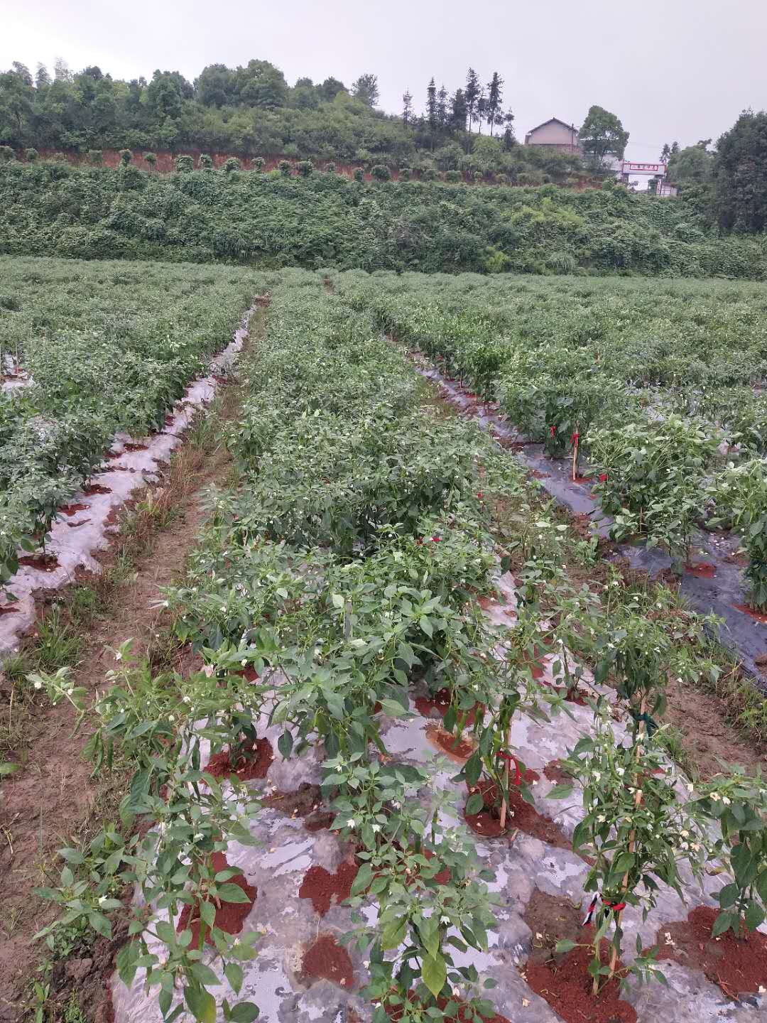 田园风光